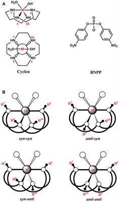 Effects of the Metal Ion on the Mechanism of Phosphodiester Hydrolysis Catalyzed by Metal-Cyclen Complexes